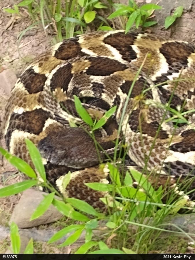 Timber Rattlesnake