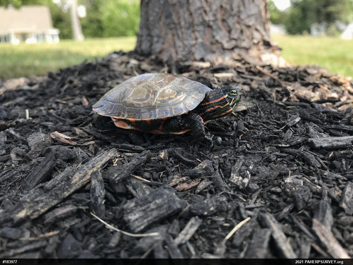 Midland Painted Turtle
