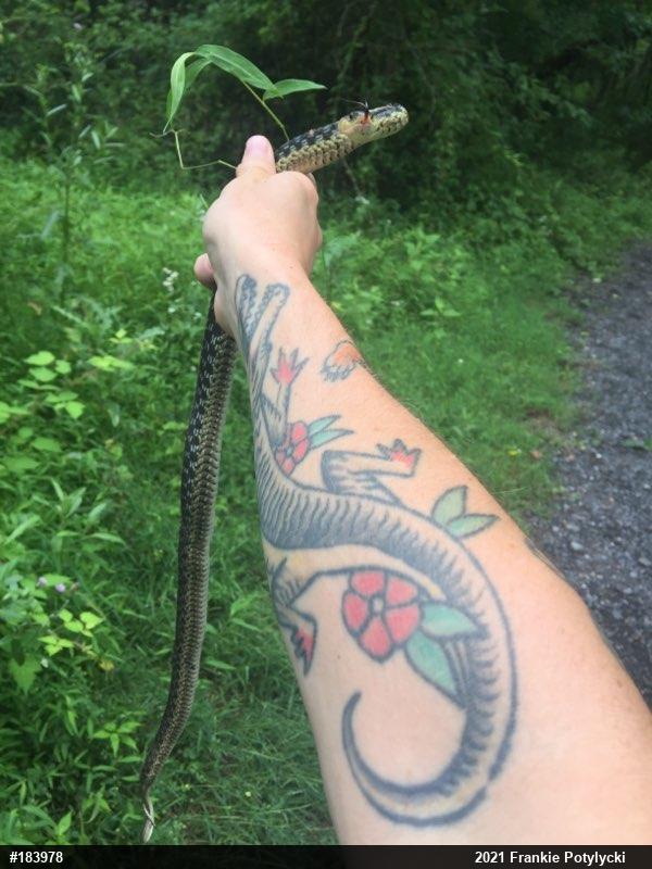 Eastern Gartersnake