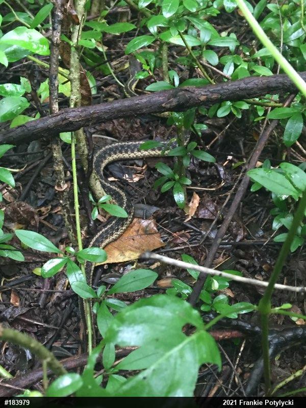 Eastern Gartersnake