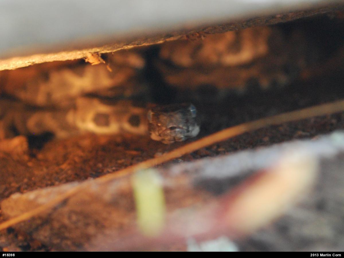 Timber Rattlesnake