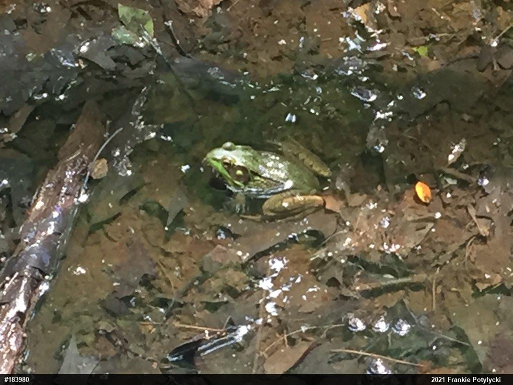 Green Frog