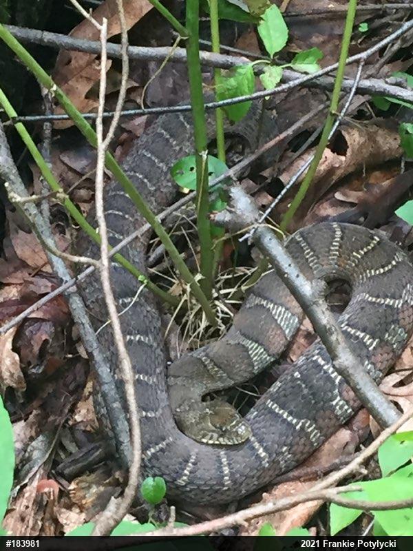 Northern Watersnake