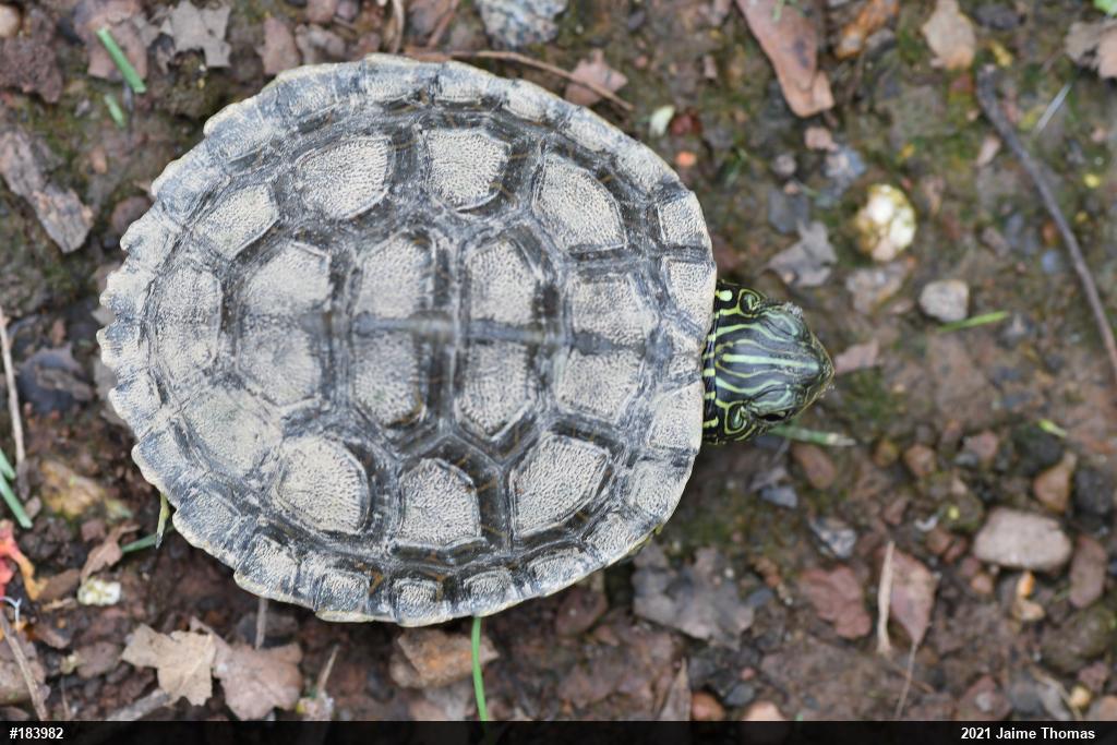 Northern Map Turtle