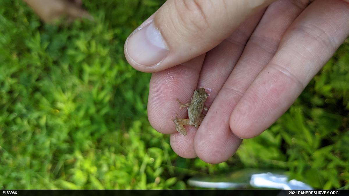 Spring Peeper
