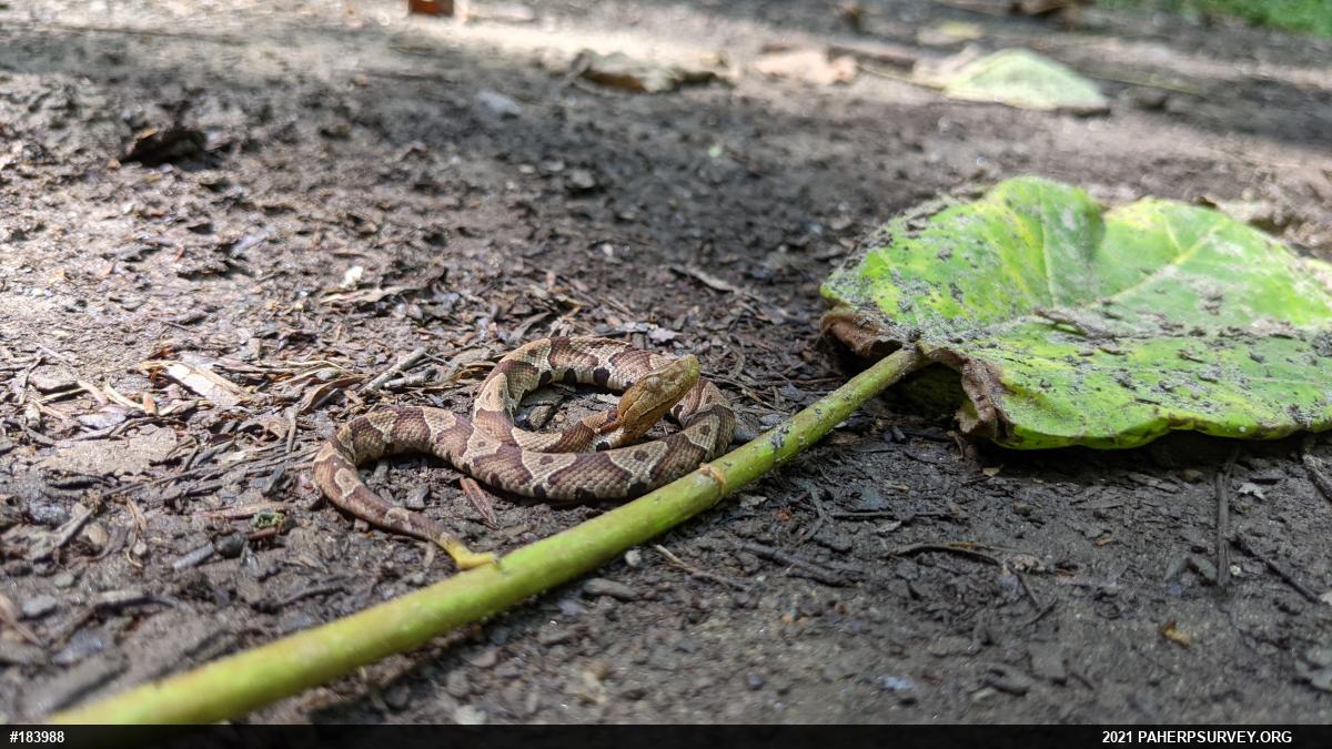 Northern Copperhead