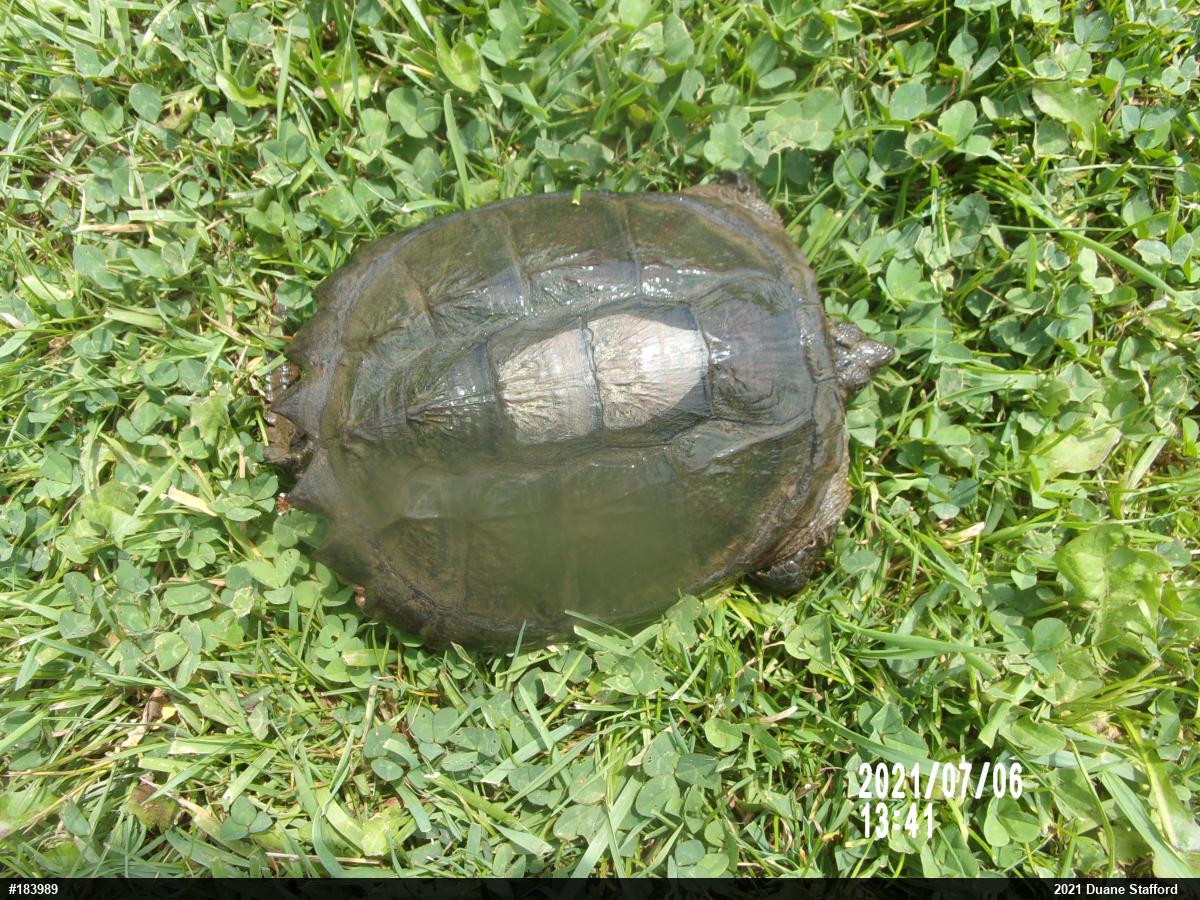 Snapping Turtle