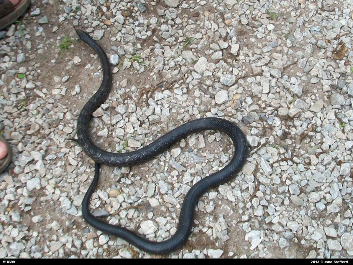 Eastern Ratsnake