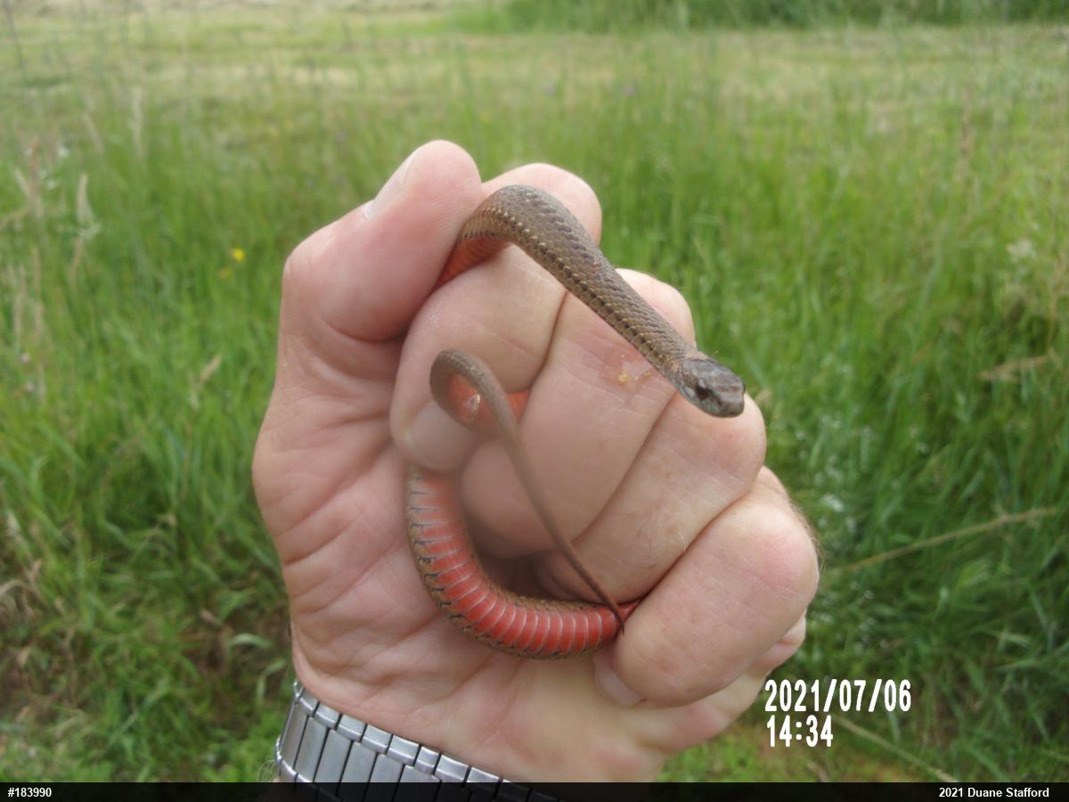 Red-bellied Snake