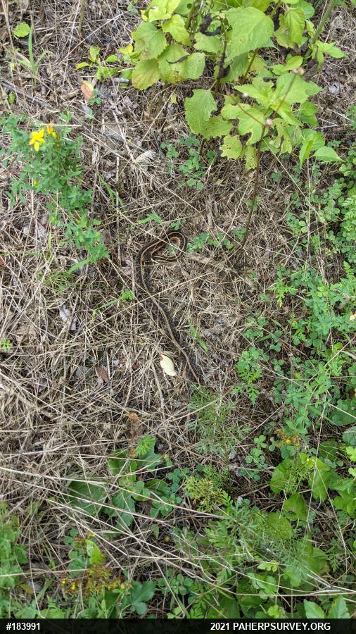 Eastern Gartersnake