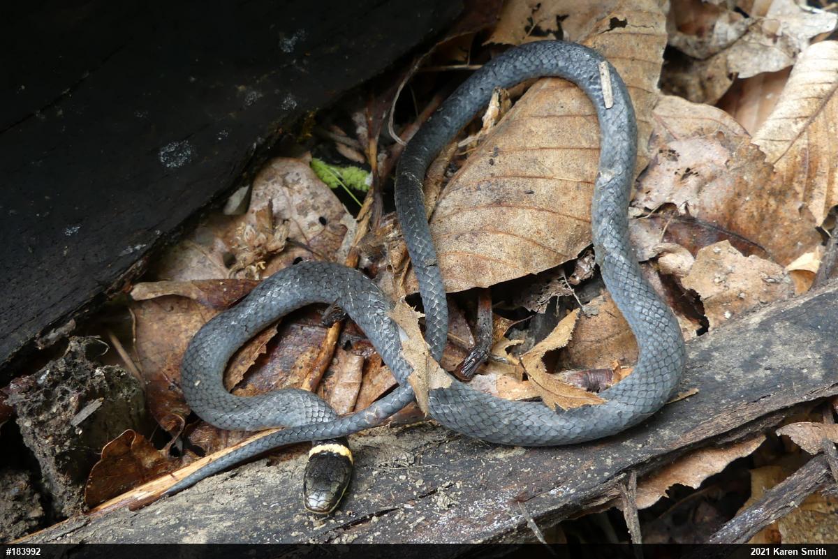 Northern Ring-necked Snake
