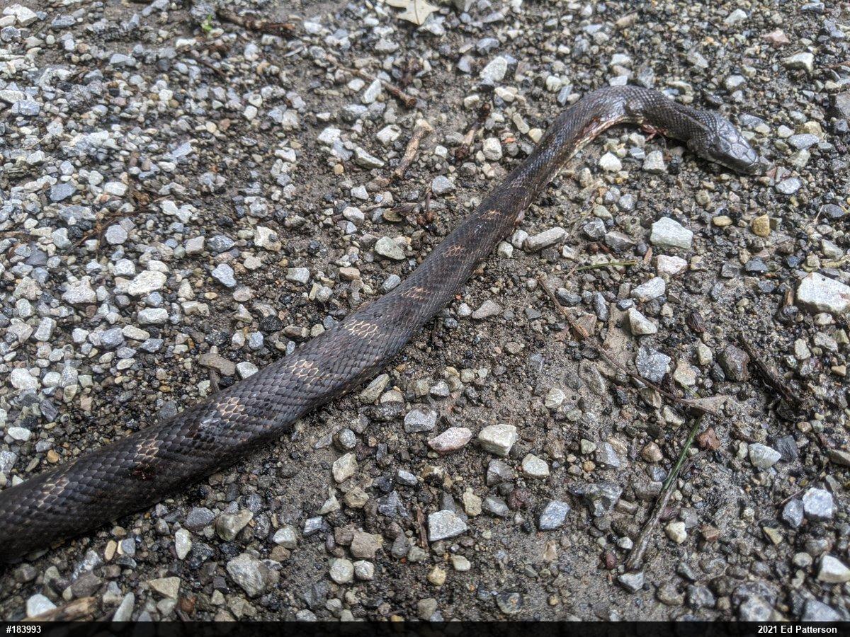 Eastern Ratsnake