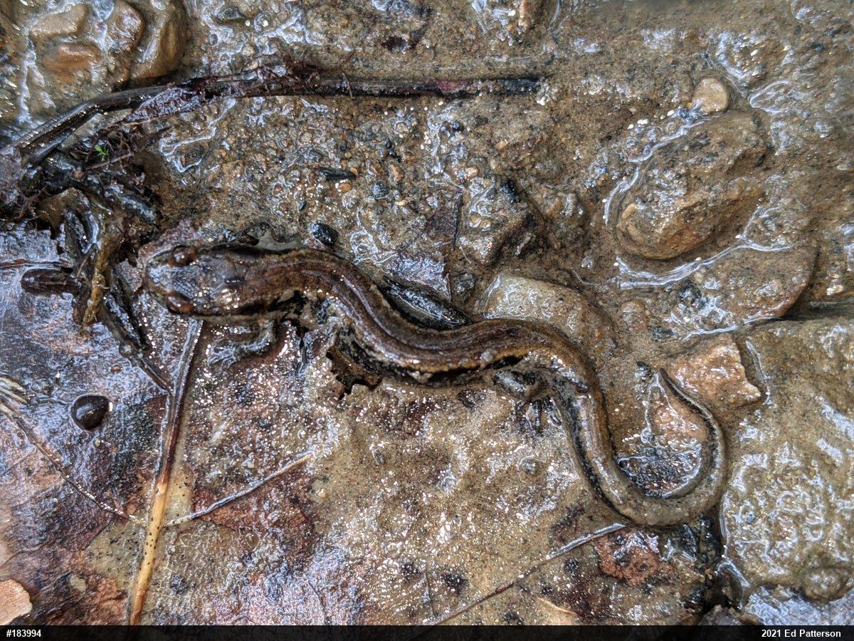 Allegheny Mountain Dusky Salamander