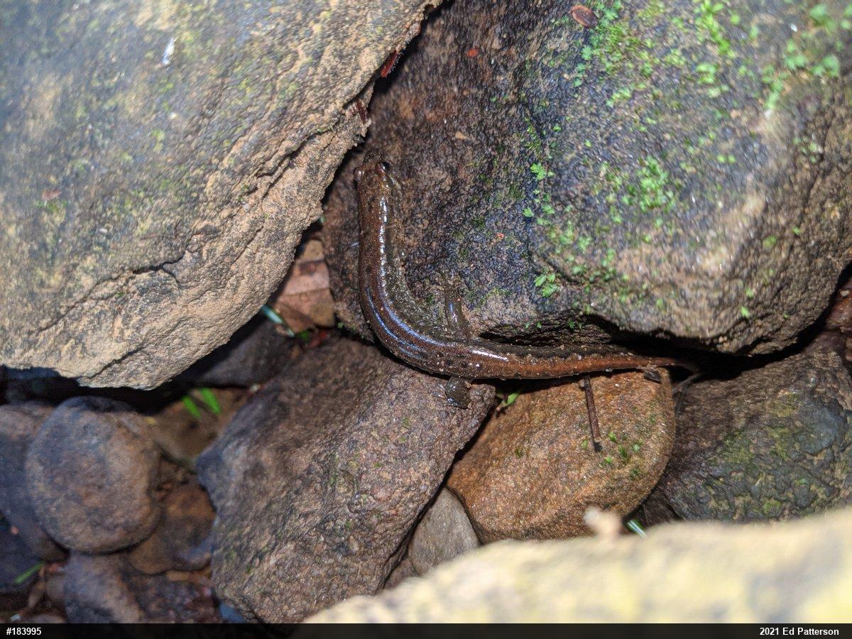 Northern Dusky Salamander