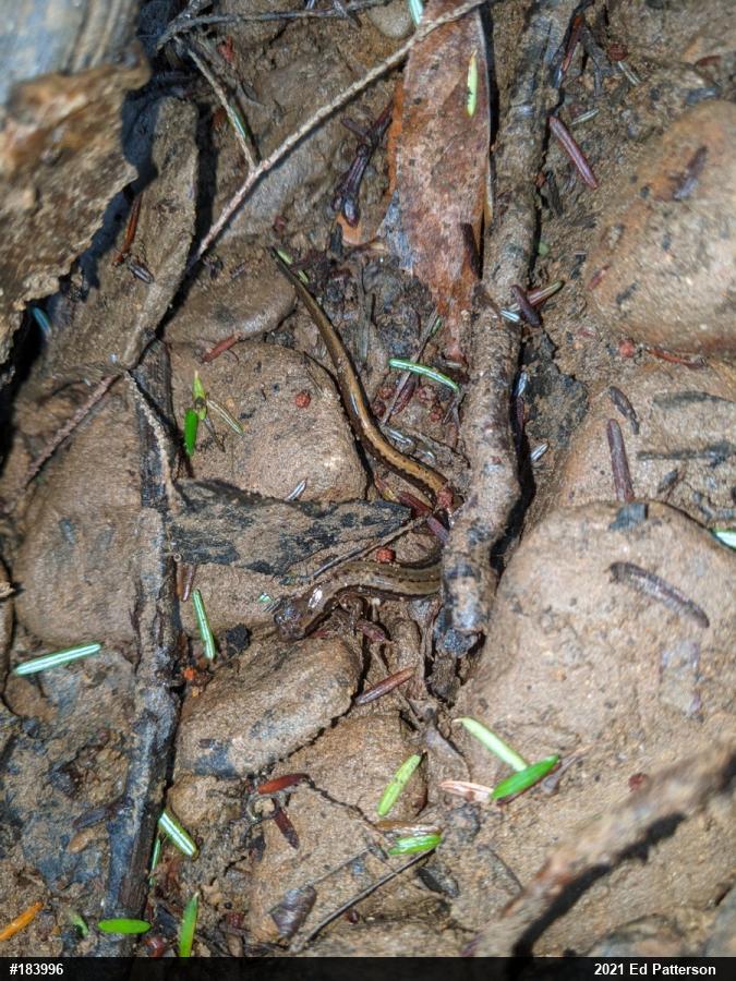 Northern Two-lined Salamander