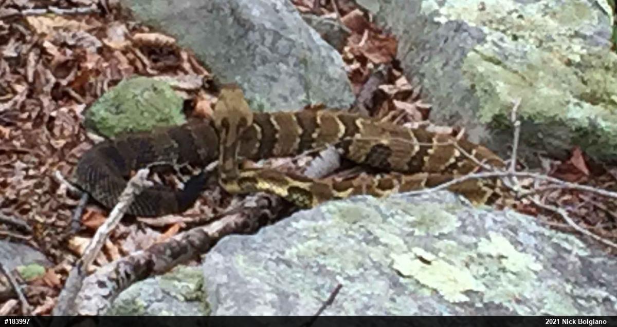 Timber Rattlesnake