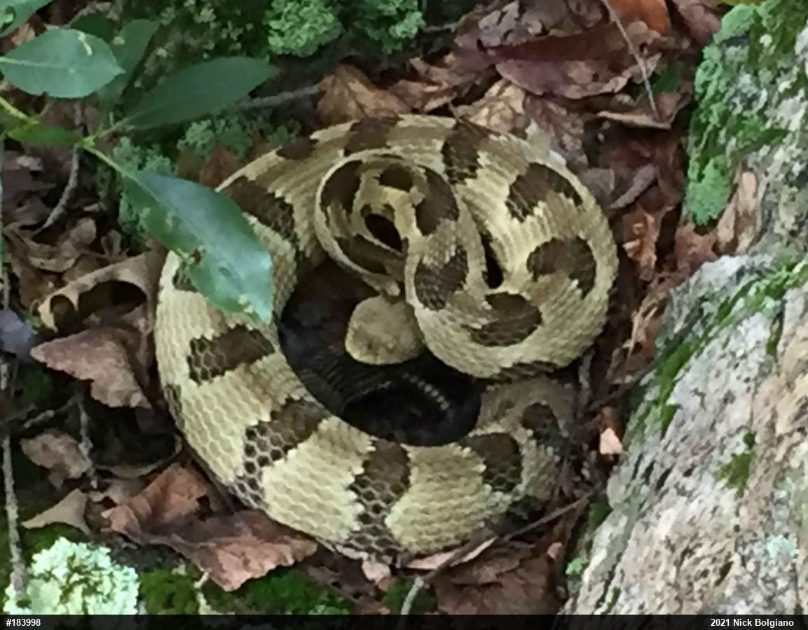 Timber Rattlesnake