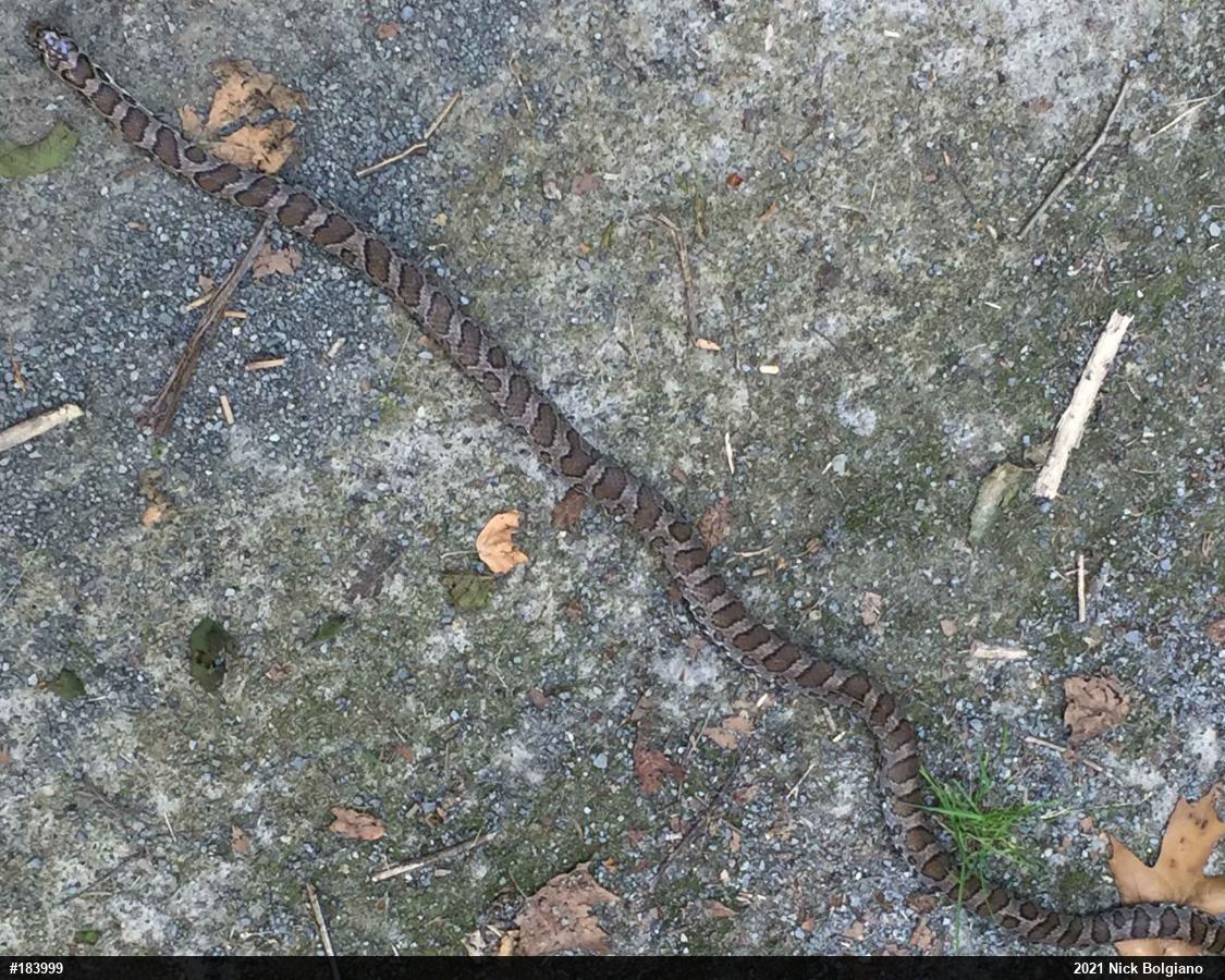 Eastern Milksnake