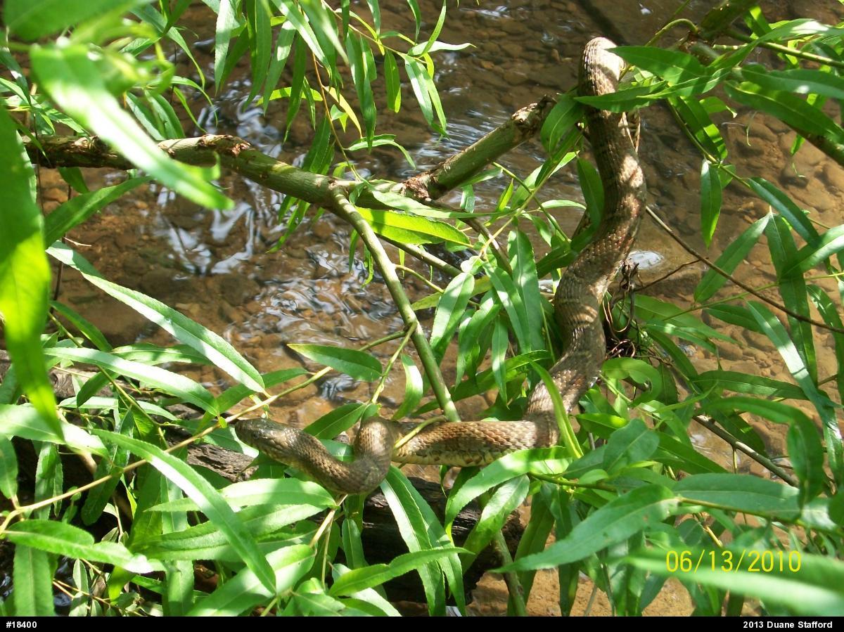 Northern Watersnake