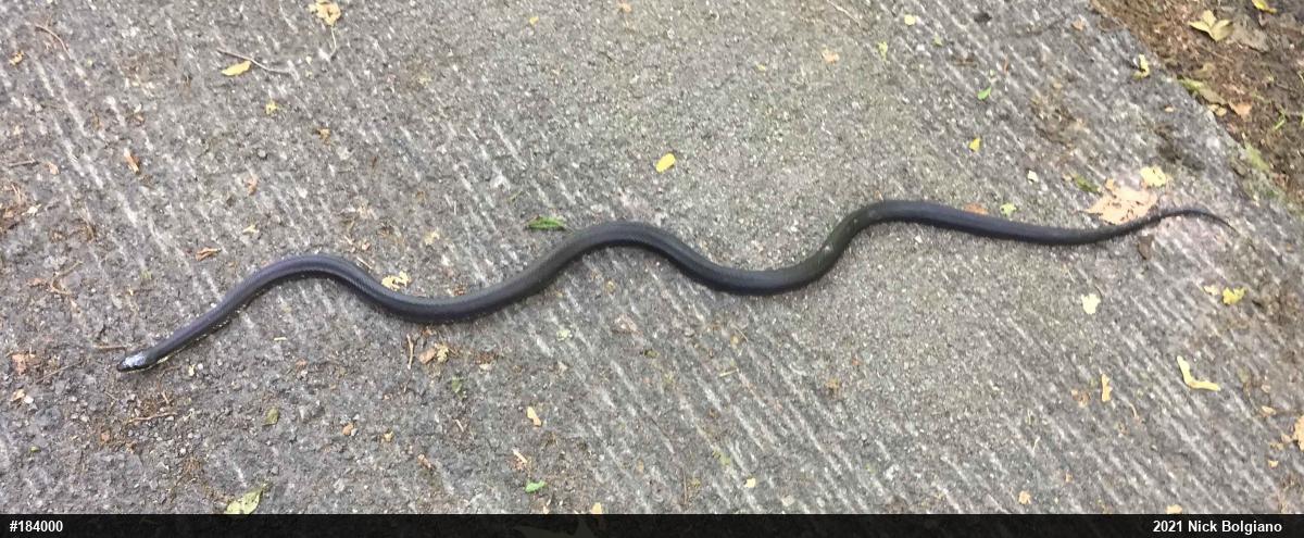 Eastern Ratsnake