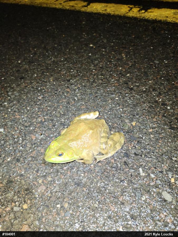 American Bullfrog