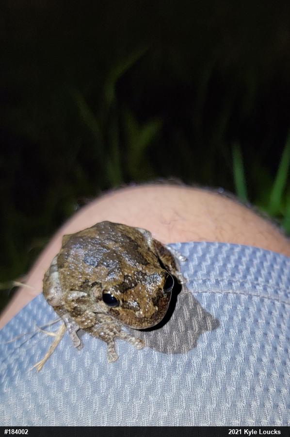 Unknown Gray Treefrog