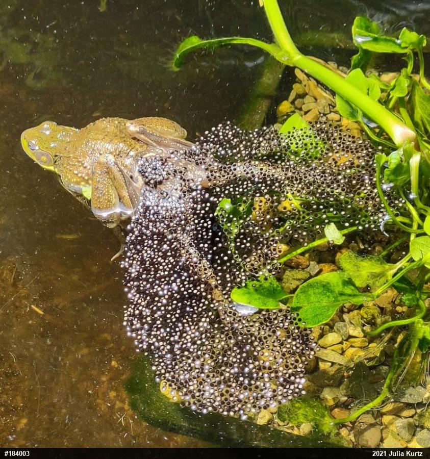 Green Frog