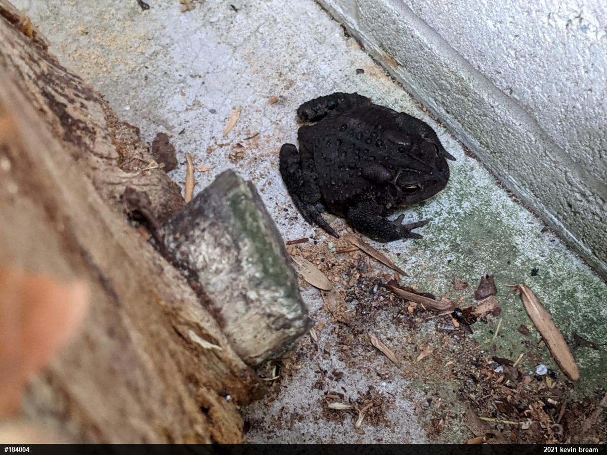 Eastern American Toad