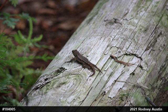 Eastern Fence Lizard
