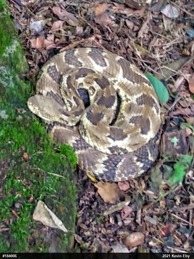Timber Rattlesnake