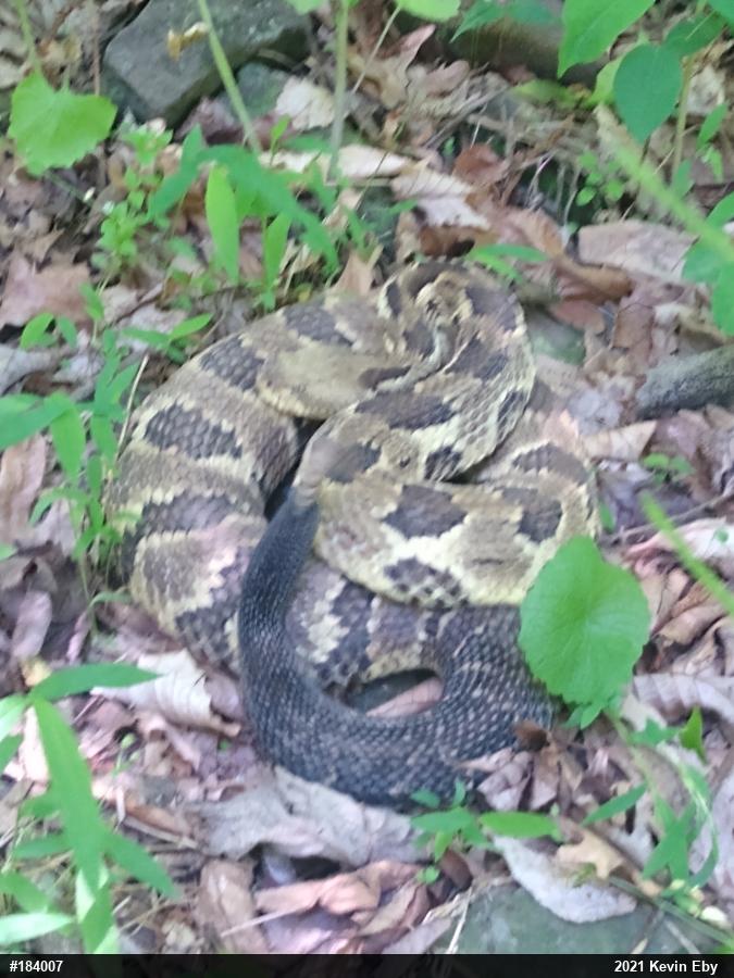 Timber Rattlesnake
