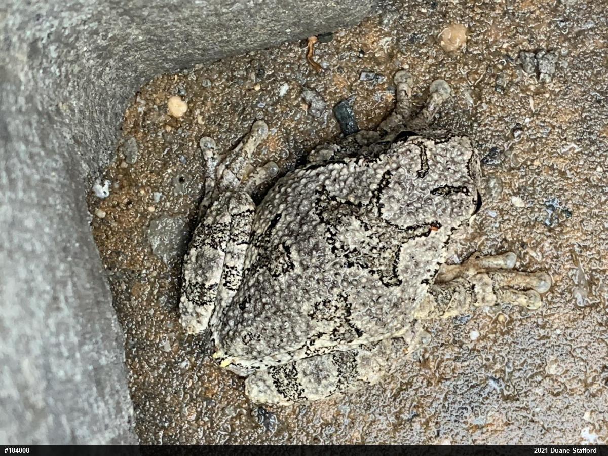 Unknown Gray Treefrog