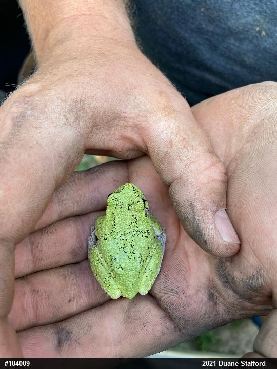 Unknown Gray Treefrog