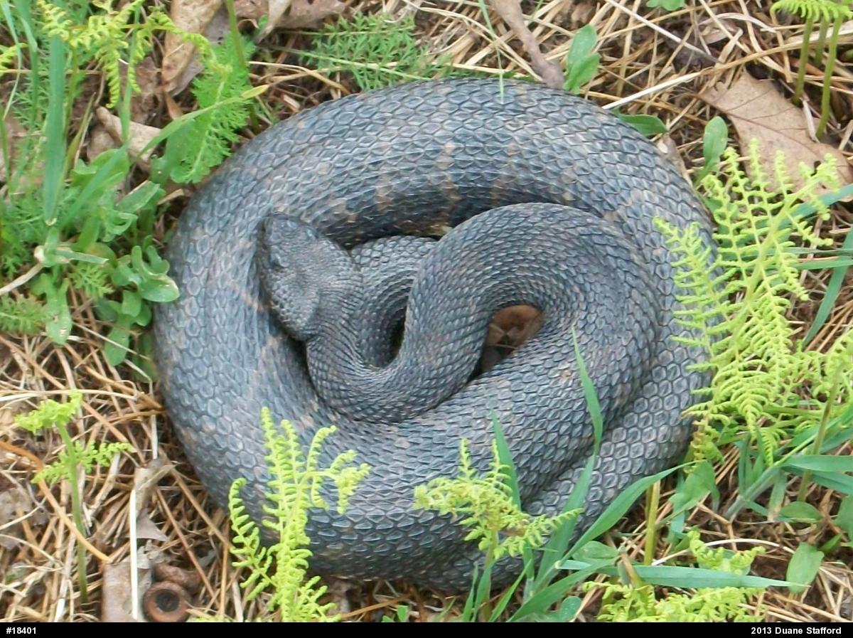 Timber Rattlesnake