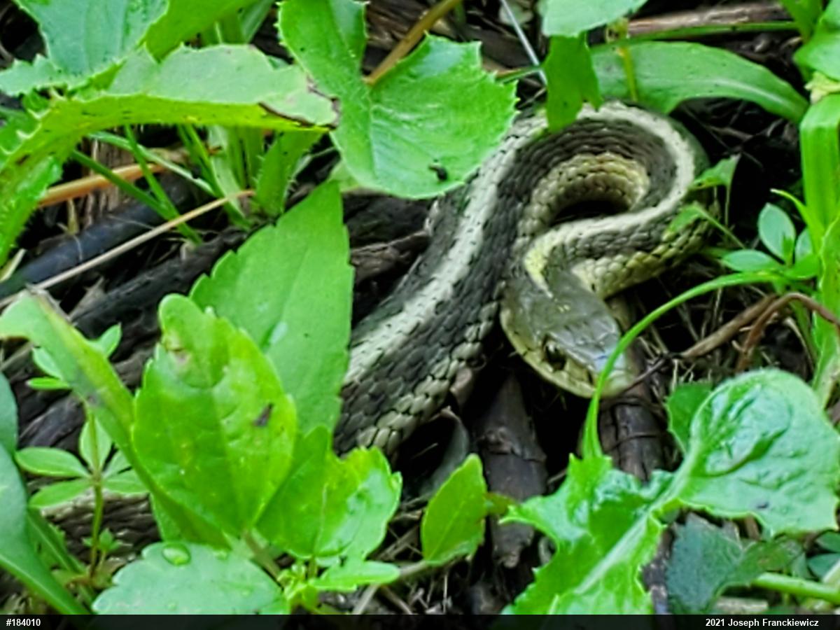 Eastern Gartersnake