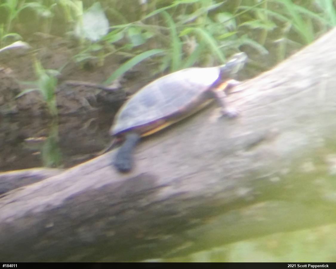 Painted Turtle