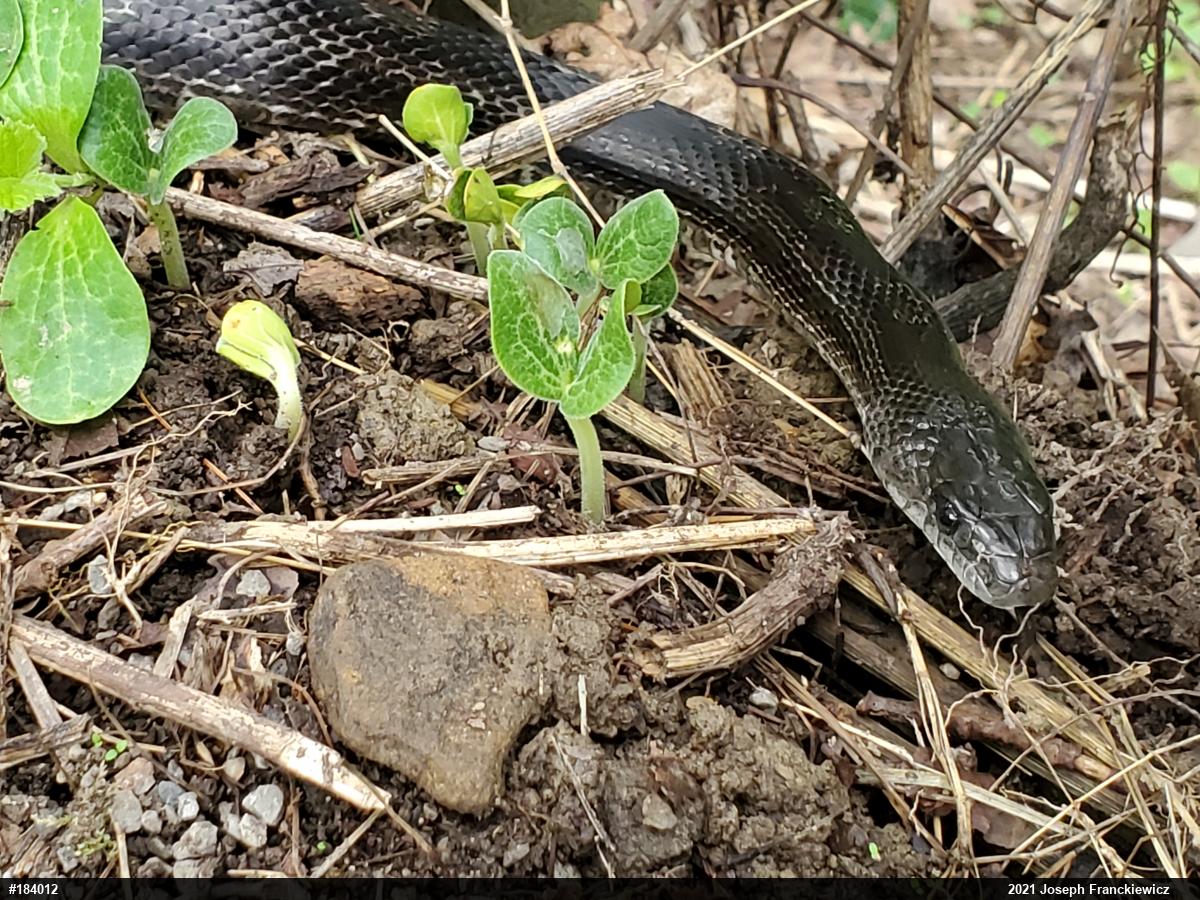Eastern Ratsnake