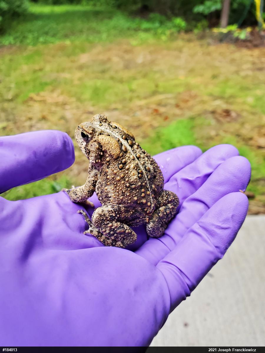 Eastern American Toad