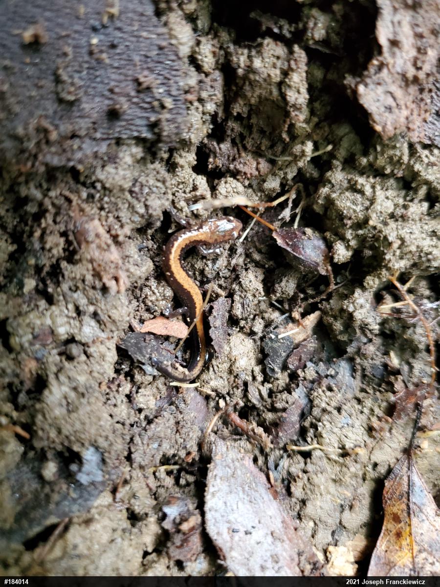Eastern Red-backed  Salamander