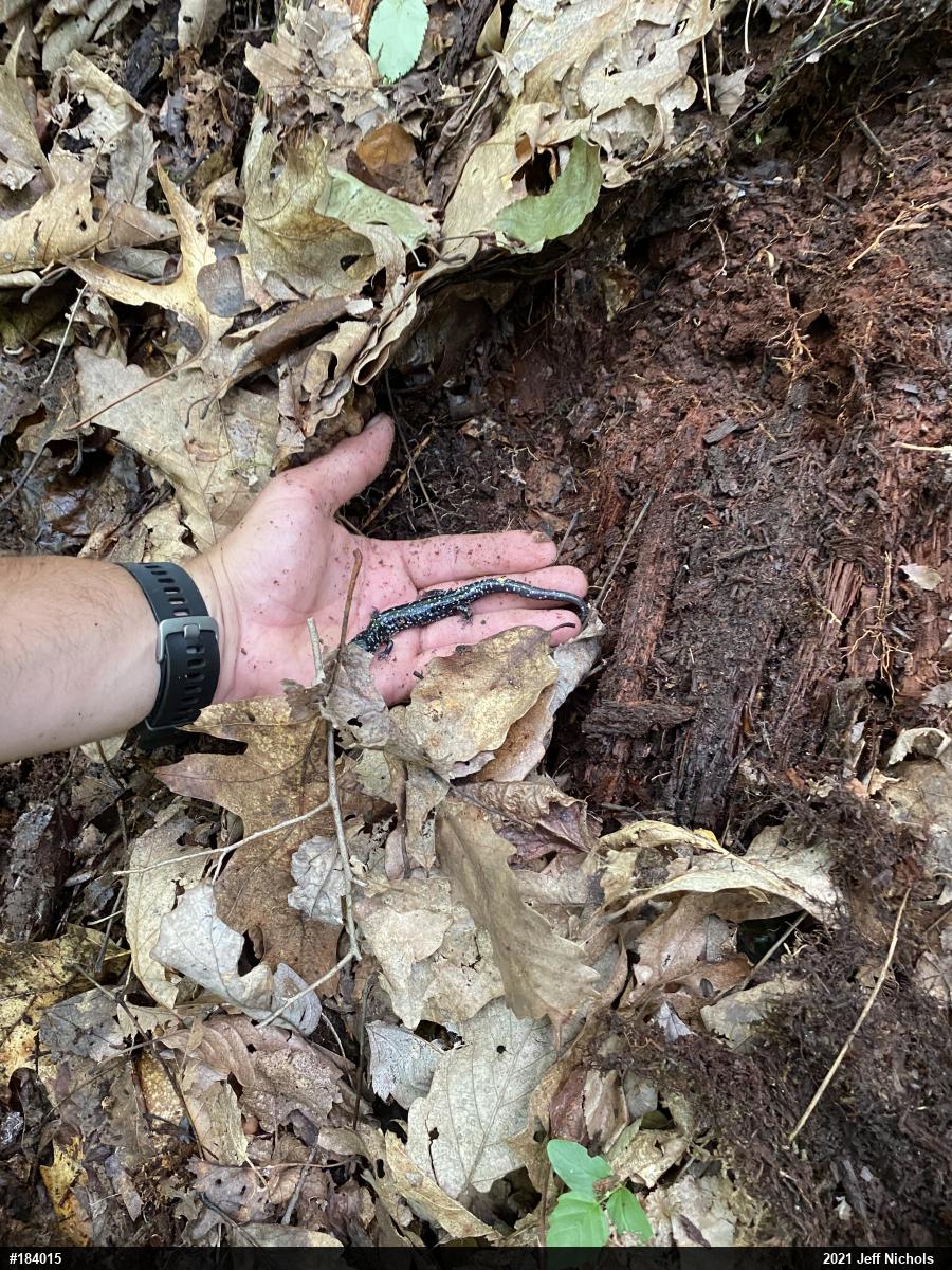 Northern Slimy Salamander