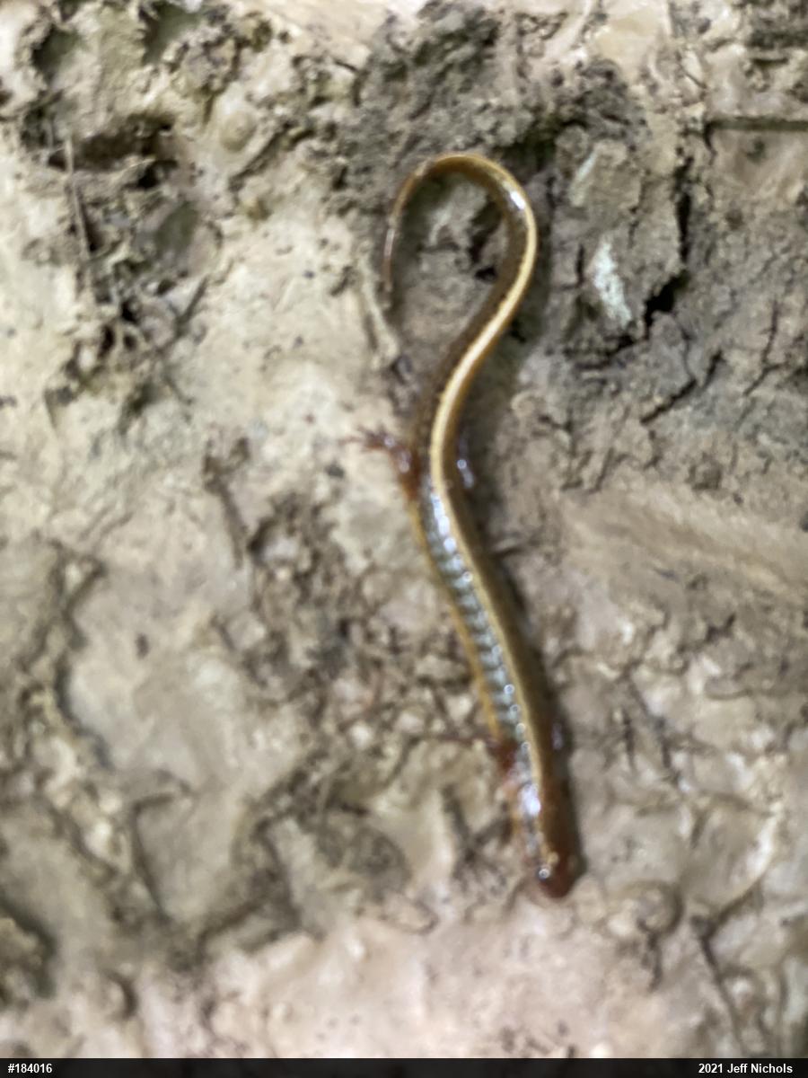 Northern Two-lined Salamander