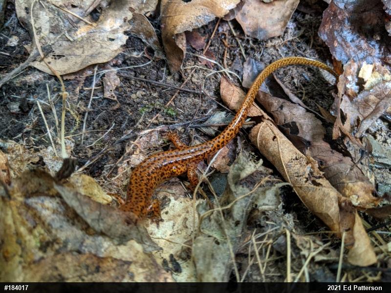 Eastern Long-tailed Salamander
