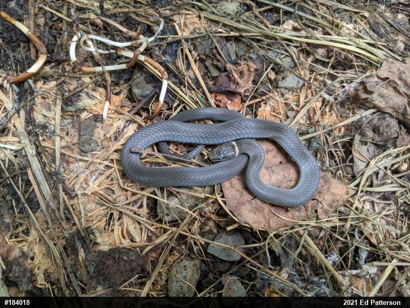 Northern Ring-necked Snake