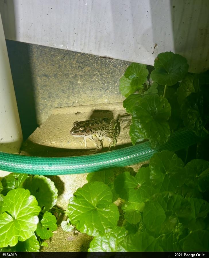 Pickerel Frog