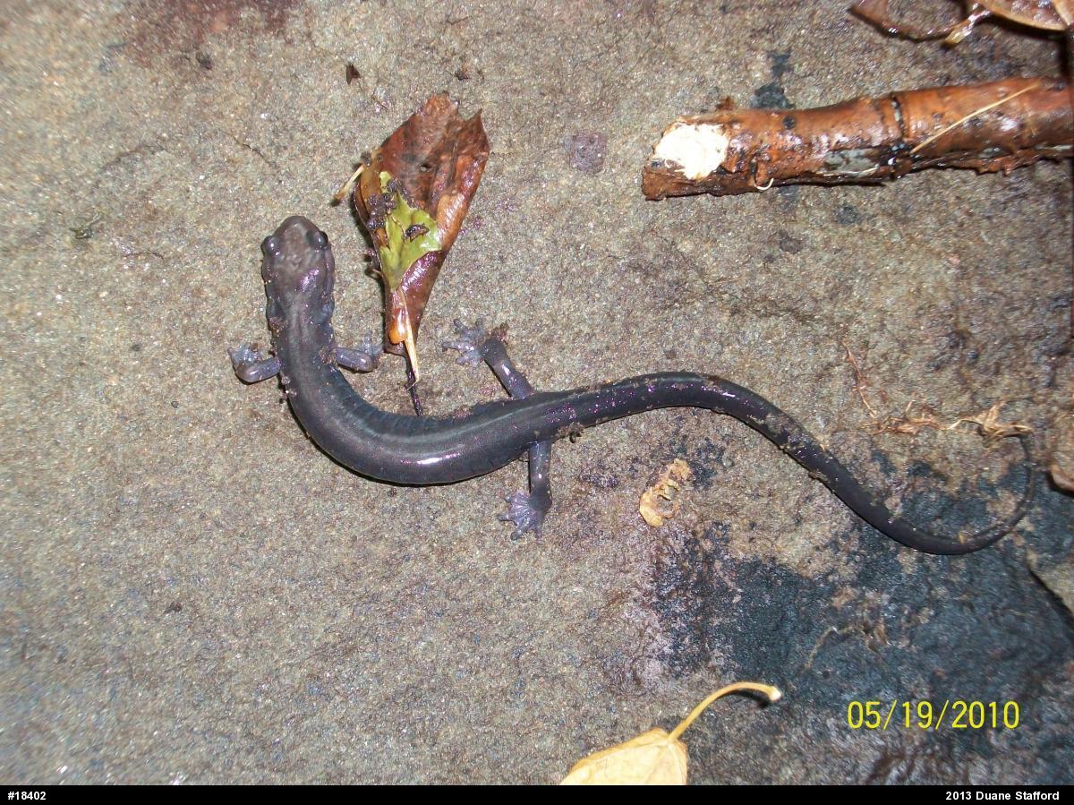 Wehrle's Salamander