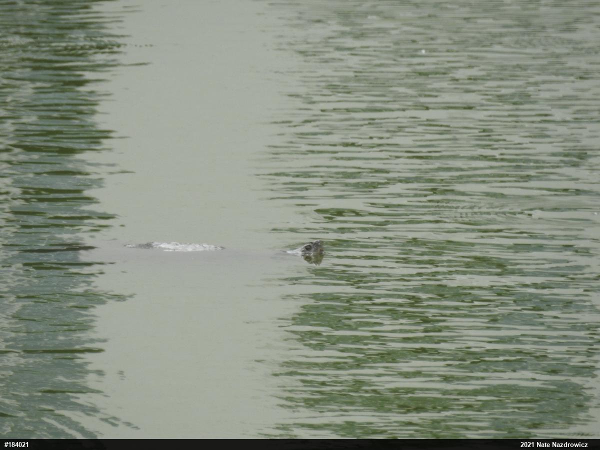 Snapping Turtle