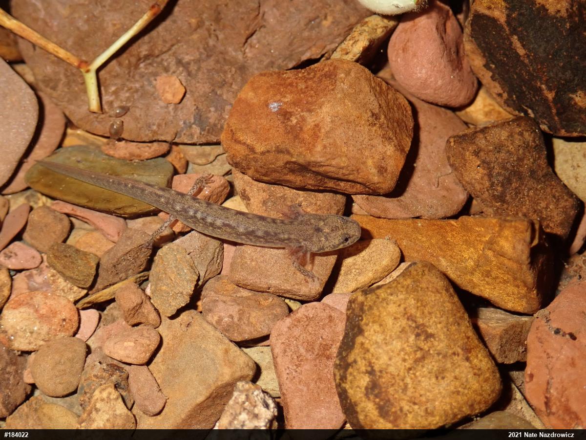 Northern Two-lined Salamander
