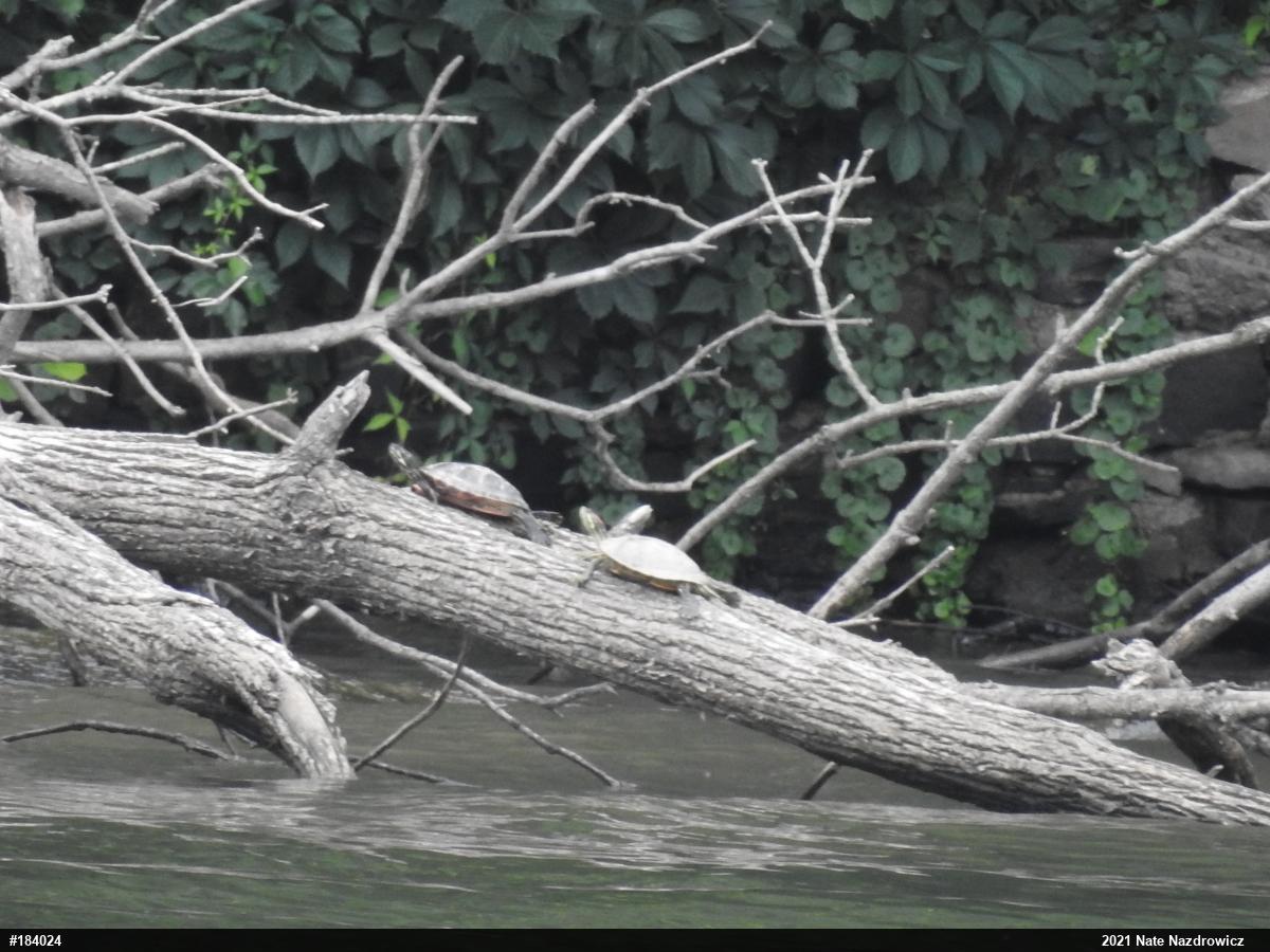 Red-eared Slider