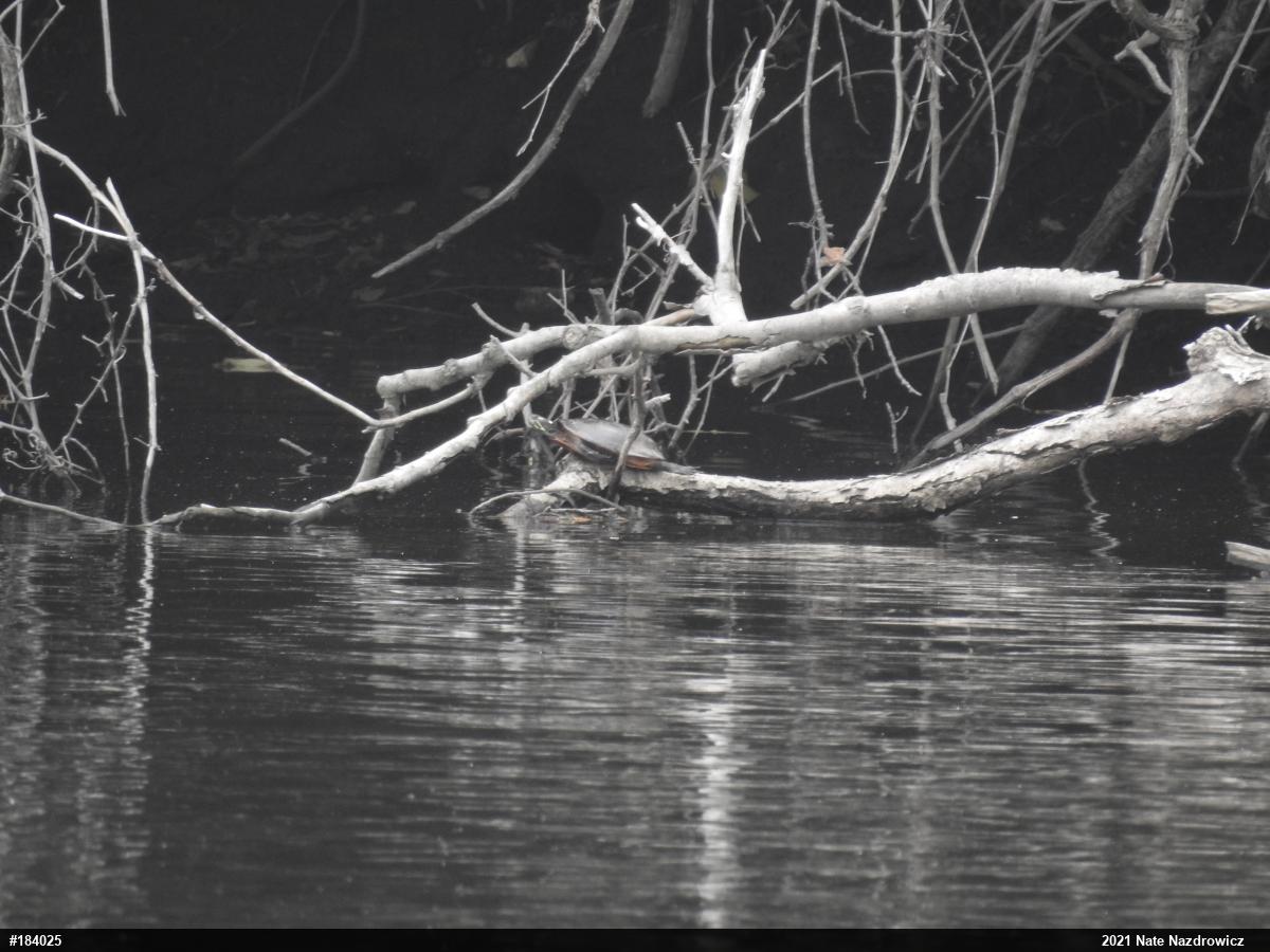 Painted Turtle