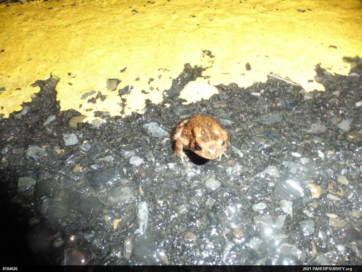 Eastern American Toad